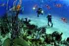 dubai diving,oman divning,best diving,uae divning, diving in musandam oman