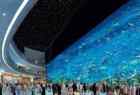 Dubai Aquarium With Underwater Zoo,Dubai Aquarium,Underwater Zoo
