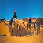 Morning desert safari with camel ride