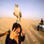 morning desert safari picture with falcon