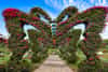 Butterfly Dubai, Garden Dubai, Dubai Butterfly Garden