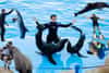 Dubai Dolphin Show VIP Tickets 