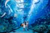 Dubai Aquarium With Underwater Zoo,Dubai Aquarium,Underwater Zoo