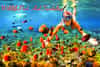 wildlife,snorkeling,full day wildlife and snorkeling,duba full day snorkeling