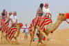 Morning camel safari experience 